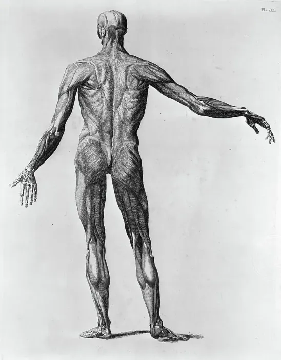 Framed Print : Anatomical Study of the Back of a Human Framed Print : Anatomical Study of the Back of a Human