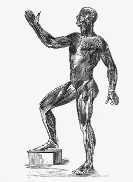 Framed Print : Anatomical Study of a Human Showing Muscle Groups Framed Print : Anatomical Study of a Human Showing Muscle Groups
