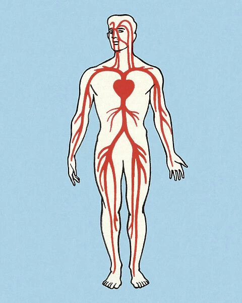 Anatomical Vein Illustration