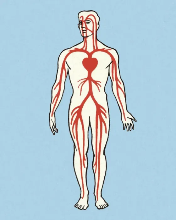Framed Print : Anatomical Vein Illustration Framed Print : Anatomical Vein Illustration