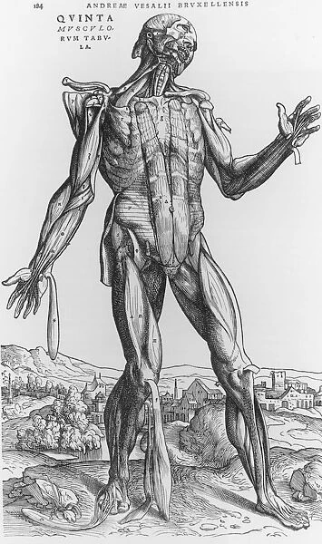 Anatomy. An Engraving of the Human Anatomy circa 1543. (Photo by Fotosearch / Getty Images)