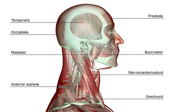 anatomy, anterior scalene, digastric, head, head muscles, human, illustration, labeled