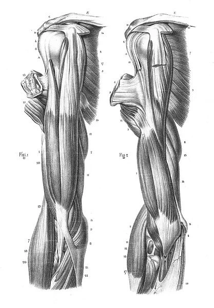 Anatomy arm engraving 1866