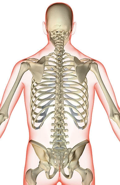 anatomy, axial skeleton, back, back bone structure, back bones, back view, bone, bone structure