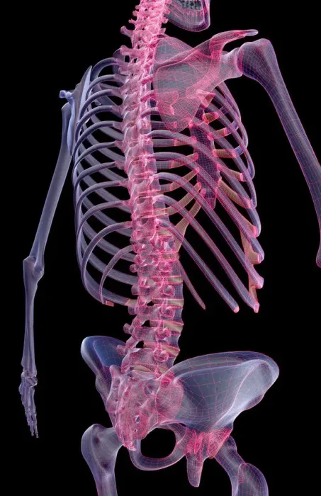 Framed Print : anatomy, back, back bone structure, back bones, back view, black background, bone Framed Print : anatomy, back, back bone structure, back bones, back view, black background, bone