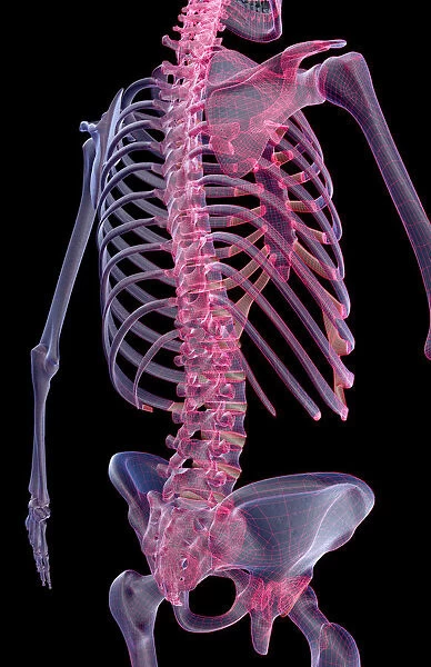 anatomy, back, back bone structure, back bones, back view, black background, bone
