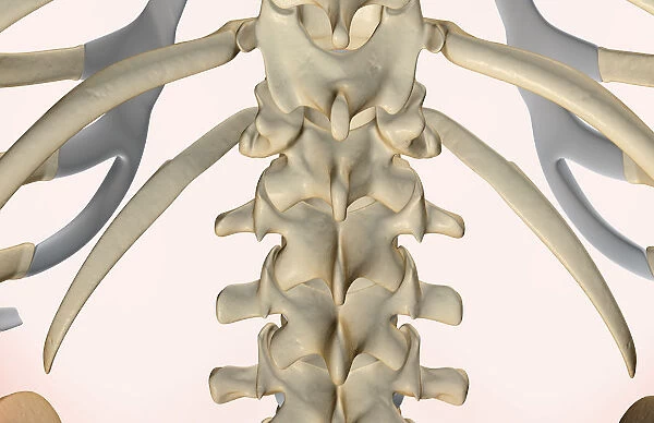 anatomy, back, back bone structure, back bones, back view, bone, bone structure