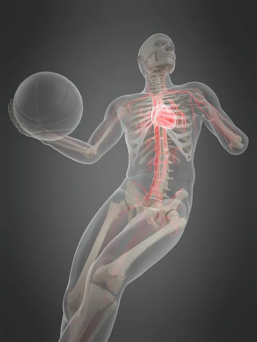 Framed Print : Anatomy of a basketball player, illustration Framed Print : Anatomy of a basketball player, illustration