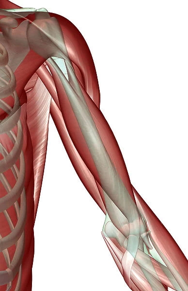 anatomy, biceps, biceps aponeurosis, biceps brachii, close-up view, deltoid, front view