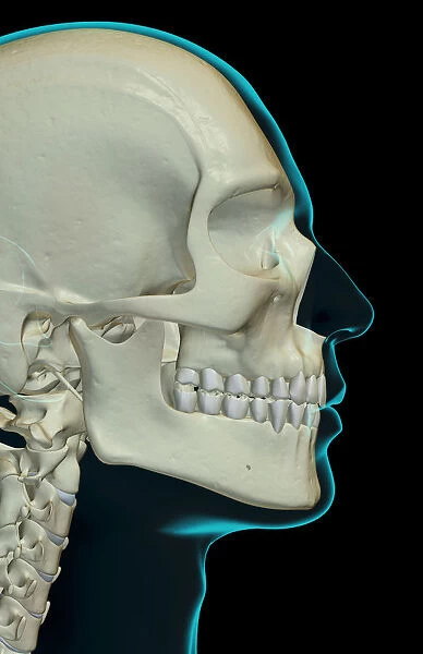 anatomy, black background, bone, bone structure, bone structure of the face, bone