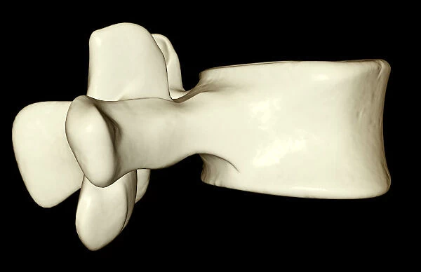anatomy, black background, bone, bone structure, bones, close-up view, human, illustration