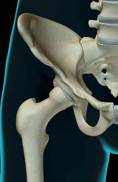 anatomy, black background, bone, bone structure, bone structure of the hip, bones