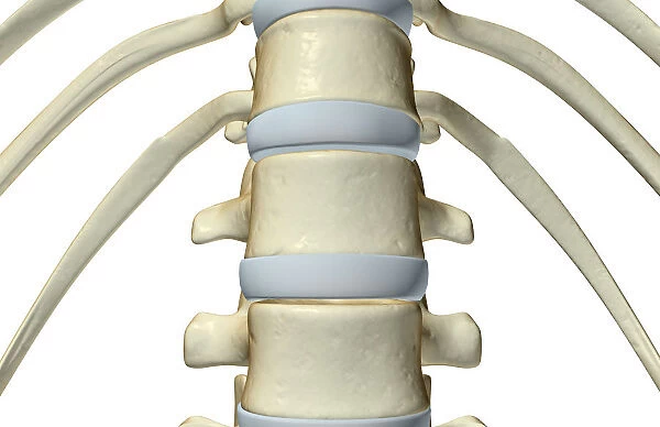 anatomy, bone, bone structure, bone structure of the vertebral column, bones, bones