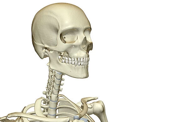 anatomy, bone, bone structure, bone structure of the head, bone structure of the neck