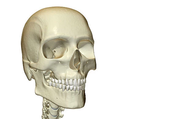 anatomy, bone, bone structure, bone structure of the face, bone structure of the head