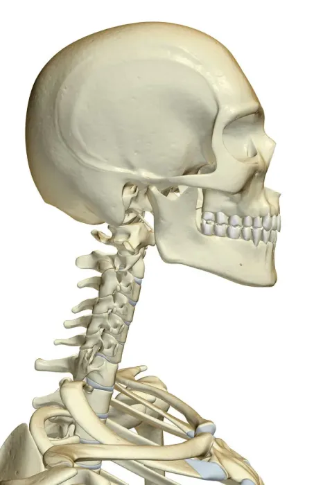 Framed Print : anatomy, bone, bone structure, bone structure of the face, bone structure of the head Framed Print : anatomy, bone, bone structure, bone structure of the face, bone structure of the head
