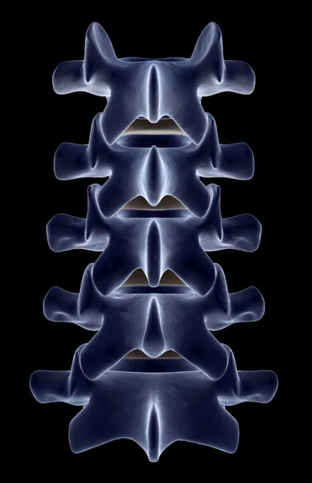 Framed Print : anatomy, back bone, back view, black background, bone, bone structure, bones, close-up view Framed Print : anatomy, back bone, back view, black background, bone, bone structure, bones, close-up view