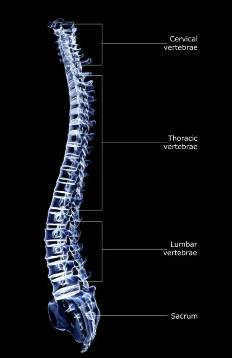 Framed Print : anatomy, back bone, back view, black background, bone, bone structure, bones, cervical vertebrae Framed Print : anatomy, back bone, back view, black background, bone, bone structure, bones, cervical vertebrae