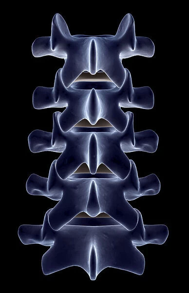 anatomy, back bone, back view, black background, bone, bone structure, bones, close-up view