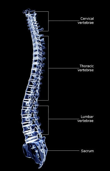 anatomy, back bone, back view, black background, bone, bone structure, bones, cervical vertebrae