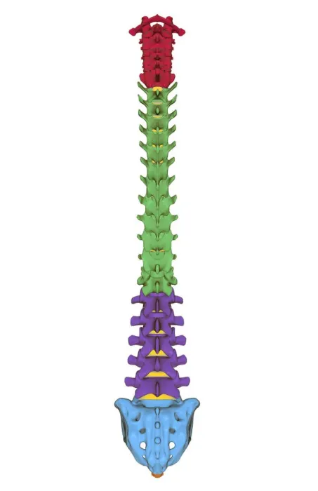 Framed Print : anatomy, back bone, back view, bone, bone structure, bones, cervical vertebrae, human Framed Print : anatomy, back bone, back view, bone, bone structure, bones, cervical vertebrae, human