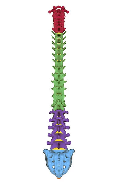 anatomy, back bone, back view, bone, bone structure, bones, cervical vertebrae, human