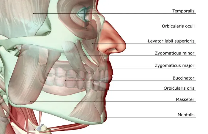Framed Print : anatomy, buccinator, close-up view, digastric, human, illustration, jaw, jaw muscles Framed Print : anatomy, buccinator, close-up view, digastric, human, illustration, jaw, jaw muscles