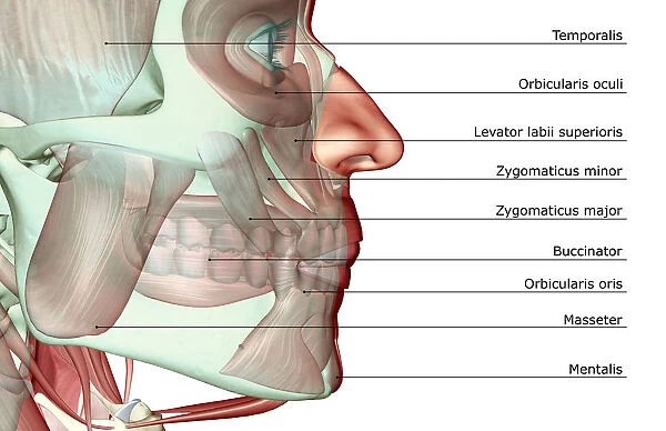 anatomy, buccinator, close-up view, digastric, human, illustration, jaw, jaw muscles
