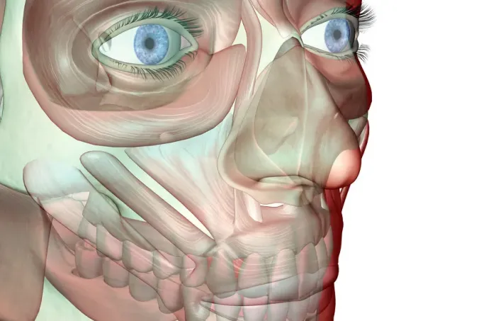 Framed Print : anatomy, buccinator, face, face muscles, front view, frontalis, head, head muscles Framed Print : anatomy, buccinator, face, face muscles, front view, frontalis, head, head muscles