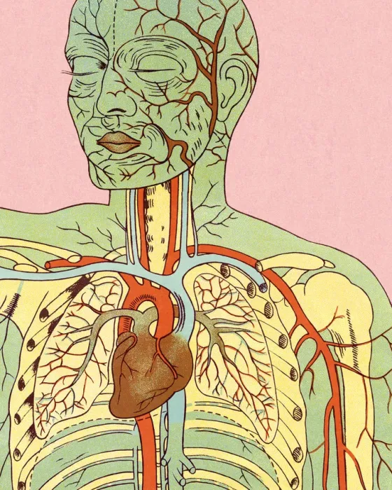 Framed Print : Anatomy of Circulatory System