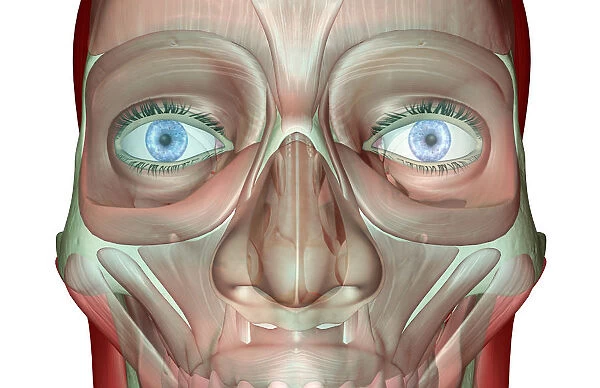 anatomy, close-up view, face, face muscles, front view, human, illustration, levator