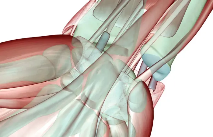 Framed Print : anatomy, close-up view, finger muscles, fingers, flexor retinaculum, front view, hand Framed Print : anatomy, close-up view, finger muscles, fingers, flexor retinaculum, front view, hand