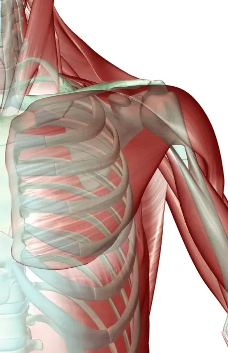 Framed Print : anatomy, deltoid, front view, human, illustration, muscles, muscles of the shoulder Framed Print : anatomy, deltoid, front view, human, illustration, muscles, muscles of the shoulder