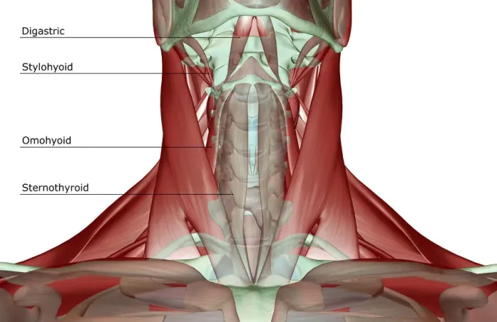 Framed Print : anatomy, digastric, front view, human, illustration, labeled, muscles, muscles of the neck Framed Print : anatomy, digastric, front view, human, illustration, labeled, muscles, muscles of the neck