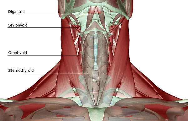 anatomy, digastric, front view, human, illustration, labeled, muscles, muscles of the neck