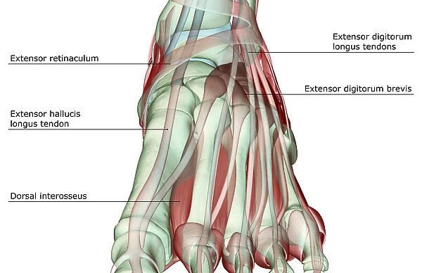 anatomy, dorsal interosseus, extensor digitorum brevis, extensor digitorum longus tendons