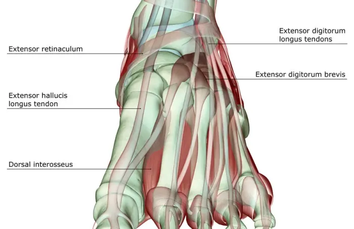 Framed Print : anatomy, dorsal interosseus, extensor digitorum brevis, extensor digitorum longus tendons Framed Print : anatomy, dorsal interosseus, extensor digitorum brevis, extensor digitorum longus tendons