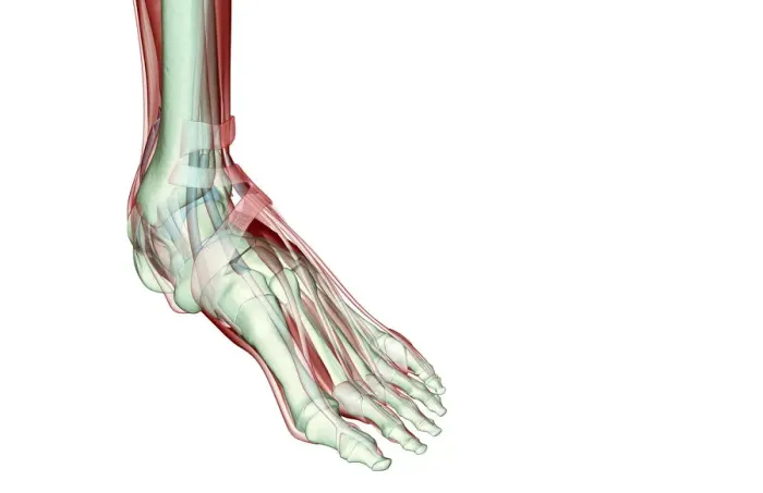 Framed Print : anatomy, dorsal interosseus, extensor digitorum longus tendons, extensor hallucis longus tendon Framed Print : anatomy, dorsal interosseus, extensor digitorum longus tendons, extensor hallucis longus tendon