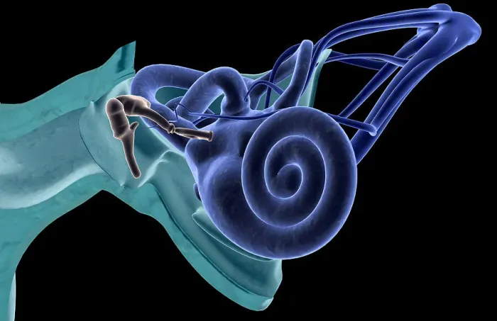 Framed Print : Anatomy of the ear Framed Print : Anatomy of the ear