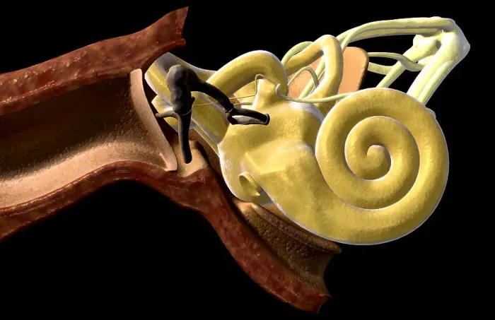 Framed Print : Anatomy of the ear Framed Print : Anatomy of the ear