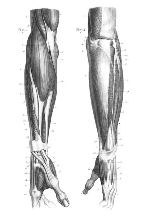 Framed Print : anatomy engraving 1866 Framed Print : anatomy engraving 1866