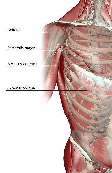 anatomy, external oblique, front view, human, illustration, labeled, muscles, muscles of the trunk