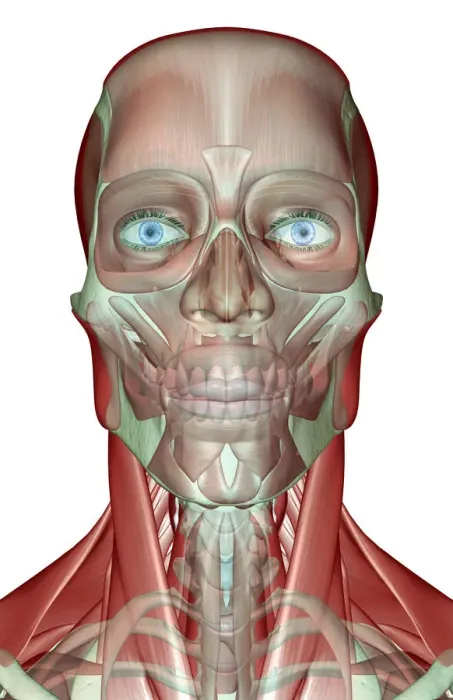 Framed Print : anatomy, face, face muscles, front view, frontalis, head, head muscles, human, illustration Framed Print : anatomy, face, face muscles, front view, frontalis, head, head muscles, human, illustration
