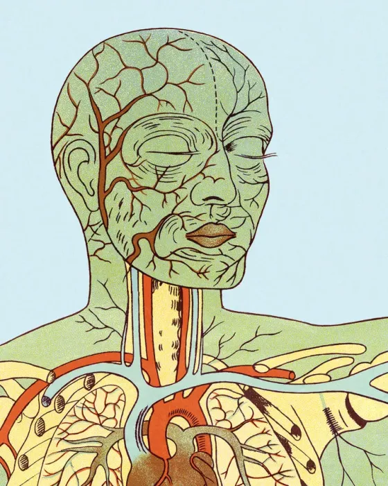 Framed Print : Anatomy of Head and Chest Framed Print : Anatomy of Head and Chest