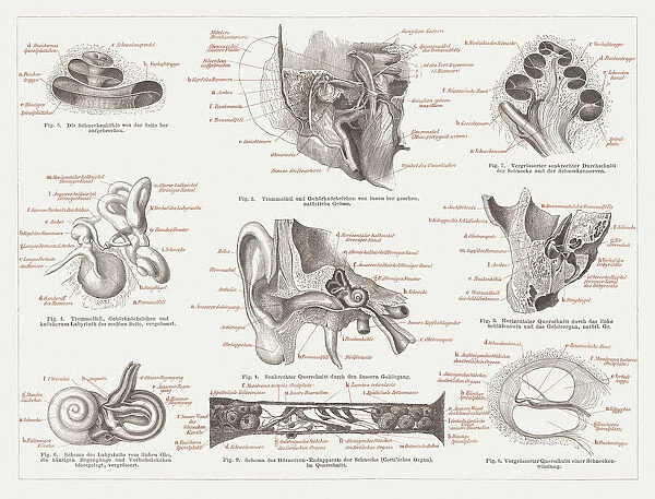 Anatomy of the human ear, lithograph, published in 1876