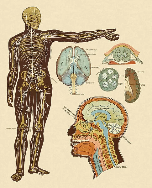 Anatomy of Nerves of Body and Head