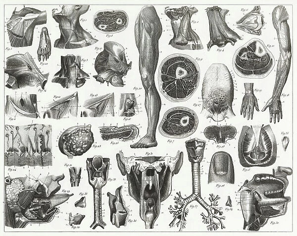 Anatomy of Organs Engraving