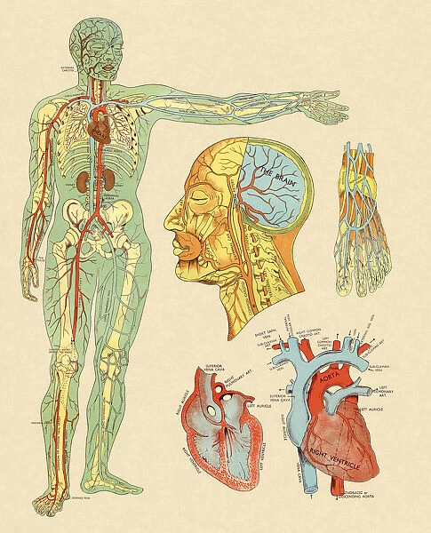 Anatomy of Veins and Arteries