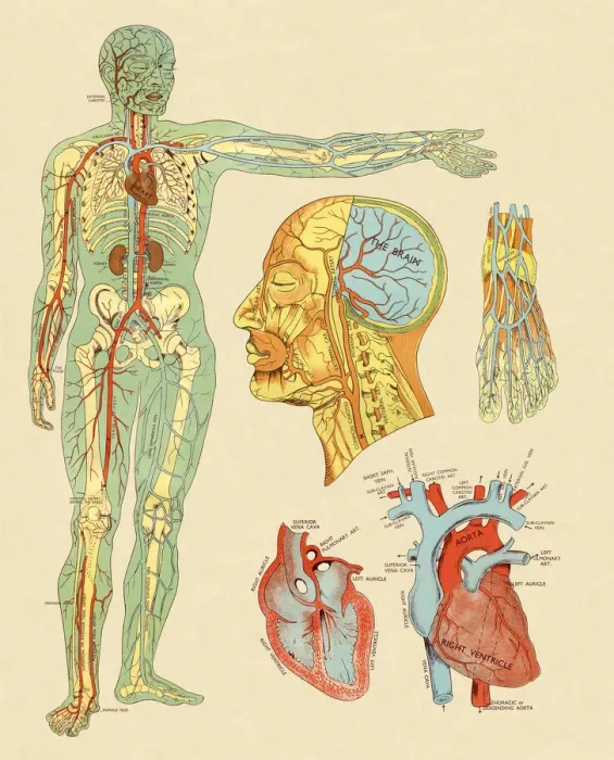 Framed Print : Anatomy of Veins and Arteries Framed Print : Anatomy of Veins and Arteries