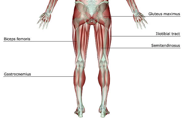 anatomy, back view, biceps femoris, gastrocnemius, gluteus maximus, gracilis, human